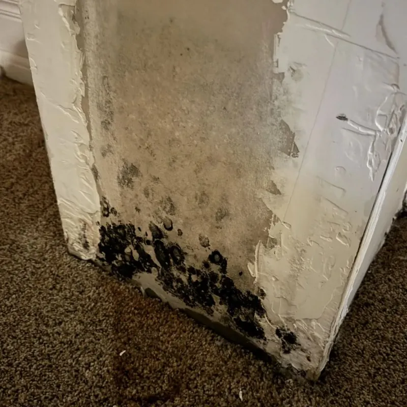 Professional Mold Removal in Nicollet County, MN